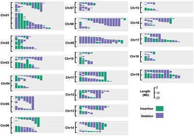 Genetic Regulation of Vessel Morphology in Populus